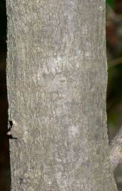 Fotografia da espécie Quercus coccifera