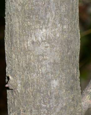 Fotografia 10 da espécie Quercus coccifera no Jardim Botânico UTAD