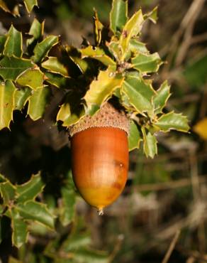 Fotografia 11 da espécie Quercus coccifera no Jardim Botânico UTAD