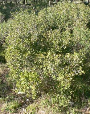 Fotografia 12 da espécie Quercus coccifera no Jardim Botânico UTAD