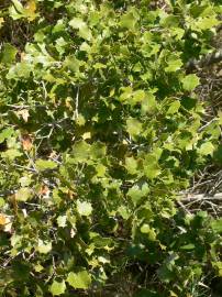 Fotografia da espécie Quercus coccifera