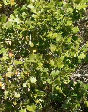 Fotografia 13 da espécie Quercus coccifera no Jardim Botânico UTAD