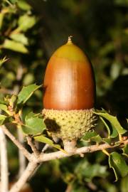 Fotografia da espécie Quercus coccifera