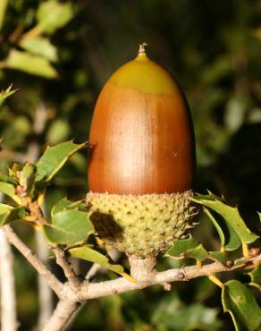 Fotografia 14 da espécie Quercus coccifera no Jardim Botânico UTAD