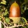 Fotografia 14 da espécie Quercus coccifera do Jardim Botânico UTAD