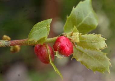 Fotografia da espécie Quercus coccifera