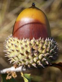 Fotografia da espécie Quercus coccifera