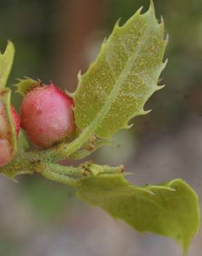 Fotografia 17 da espécie Quercus coccifera no Jardim Botânico UTAD