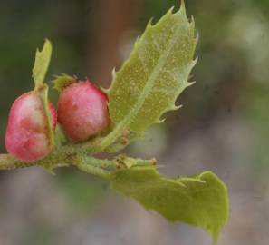 Fotografia da espécie Quercus coccifera