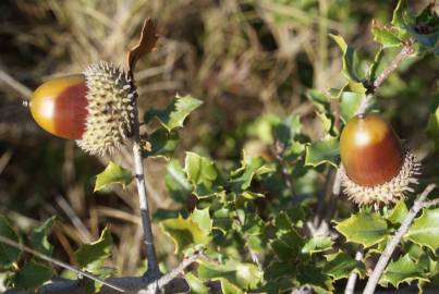 Fotografia da espécie Quercus coccifera