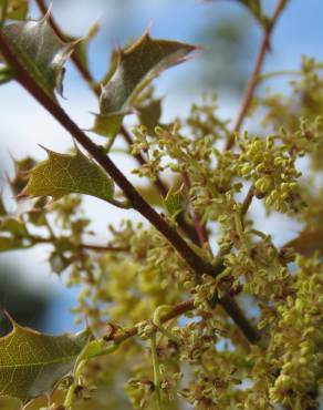 Fotografia 19 da espécie Quercus coccifera no Jardim Botânico UTAD