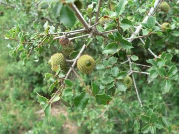 Fotografia da espécie Quercus coccifera