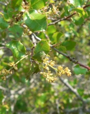 Fotografia 21 da espécie Quercus coccifera no Jardim Botânico UTAD