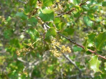 Fotografia da espécie Quercus coccifera