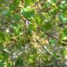 Fotografia 21 da espécie Quercus coccifera do Jardim Botânico UTAD