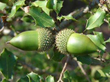 Fotografia da espécie Quercus coccifera