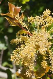 Fotografia da espécie Quercus coccifera