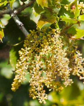 Fotografia 24 da espécie Quercus coccifera no Jardim Botânico UTAD