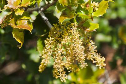 Fotografia da espécie Quercus coccifera