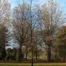 Fotografia 4 da espécie Quercus rubra do Jardim Botânico UTAD