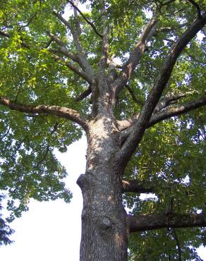 Fotografia 5 da espécie Quercus rubra no Jardim Botânico UTAD