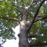 Fotografia 5 da espécie Quercus rubra do Jardim Botânico UTAD