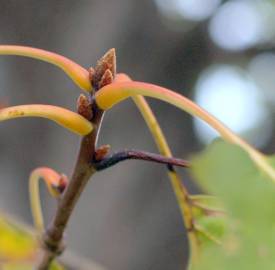 Fotografia da espécie Quercus rubra