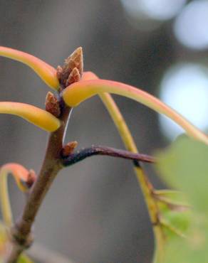 Fotografia 6 da espécie Quercus rubra no Jardim Botânico UTAD