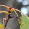 Fotografia 6 da espécie Quercus rubra do Jardim Botânico UTAD