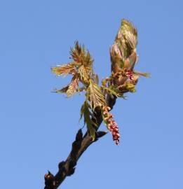 Fotografia da espécie Quercus rubra