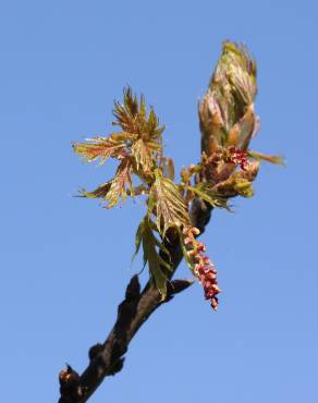 Fotografia 7 da espécie Quercus rubra no Jardim Botânico UTAD