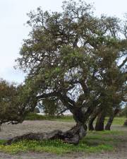 Fotografia da espécie Quercus suber