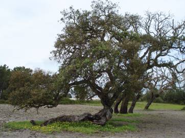 Fotografia da espécie Quercus suber