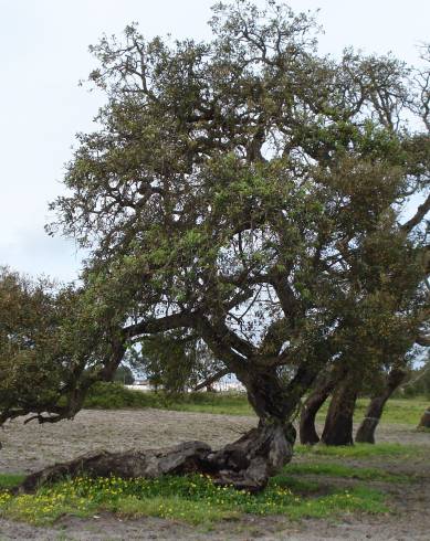 Fotografia de capa Quercus suber - do Jardim Botânico