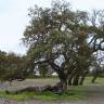 Fotografia 1 da espécie Quercus suber do Jardim Botânico UTAD