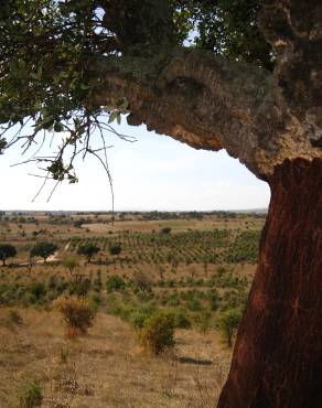 Fotografia 8 da espécie Quercus suber no Jardim Botânico UTAD