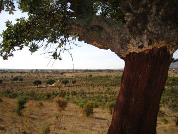 Fotografia da espécie Quercus suber