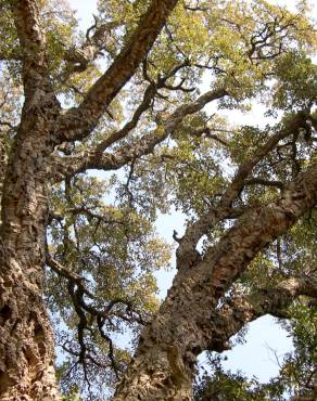 Fotografia 9 da espécie Quercus suber no Jardim Botânico UTAD