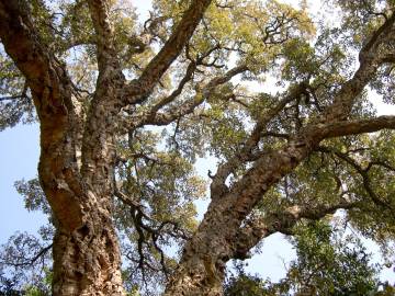 Fotografia da espécie Quercus suber