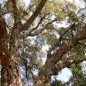 Fotografia 9 da espécie Quercus suber do Jardim Botânico UTAD