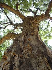 Fotografia da espécie Quercus suber