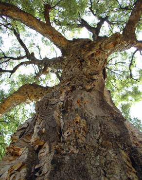 Fotografia 10 da espécie Quercus suber no Jardim Botânico UTAD