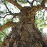 Fotografia 10 da espécie Quercus suber do Jardim Botânico UTAD