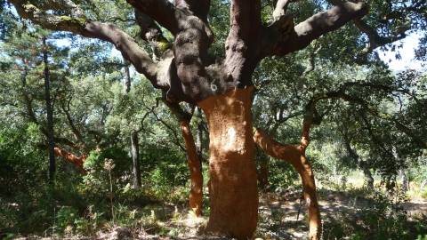 Fotografia da espécie Quercus suber