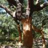 Fotografia 11 da espécie Quercus suber do Jardim Botânico UTAD