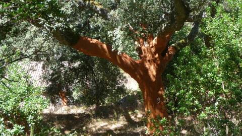 Fotografia da espécie Quercus suber