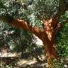 Fotografia 12 da espécie Quercus suber do Jardim Botânico UTAD