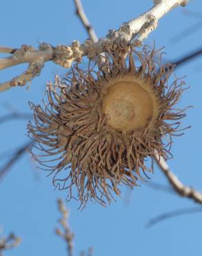 Fotografia 8 da espécie Quercus cerris no Jardim Botânico UTAD