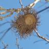 Fotografia 8 da espécie Quercus cerris do Jardim Botânico UTAD