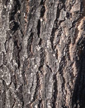Fotografia 9 da espécie Quercus cerris no Jardim Botânico UTAD